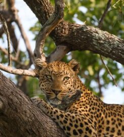 Ker & Downey’s Kanana Camp 